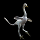 Reconstruction of Halszkaraptor escuilliei. (Credit: Lukas Panzarin and Andrea Cau)